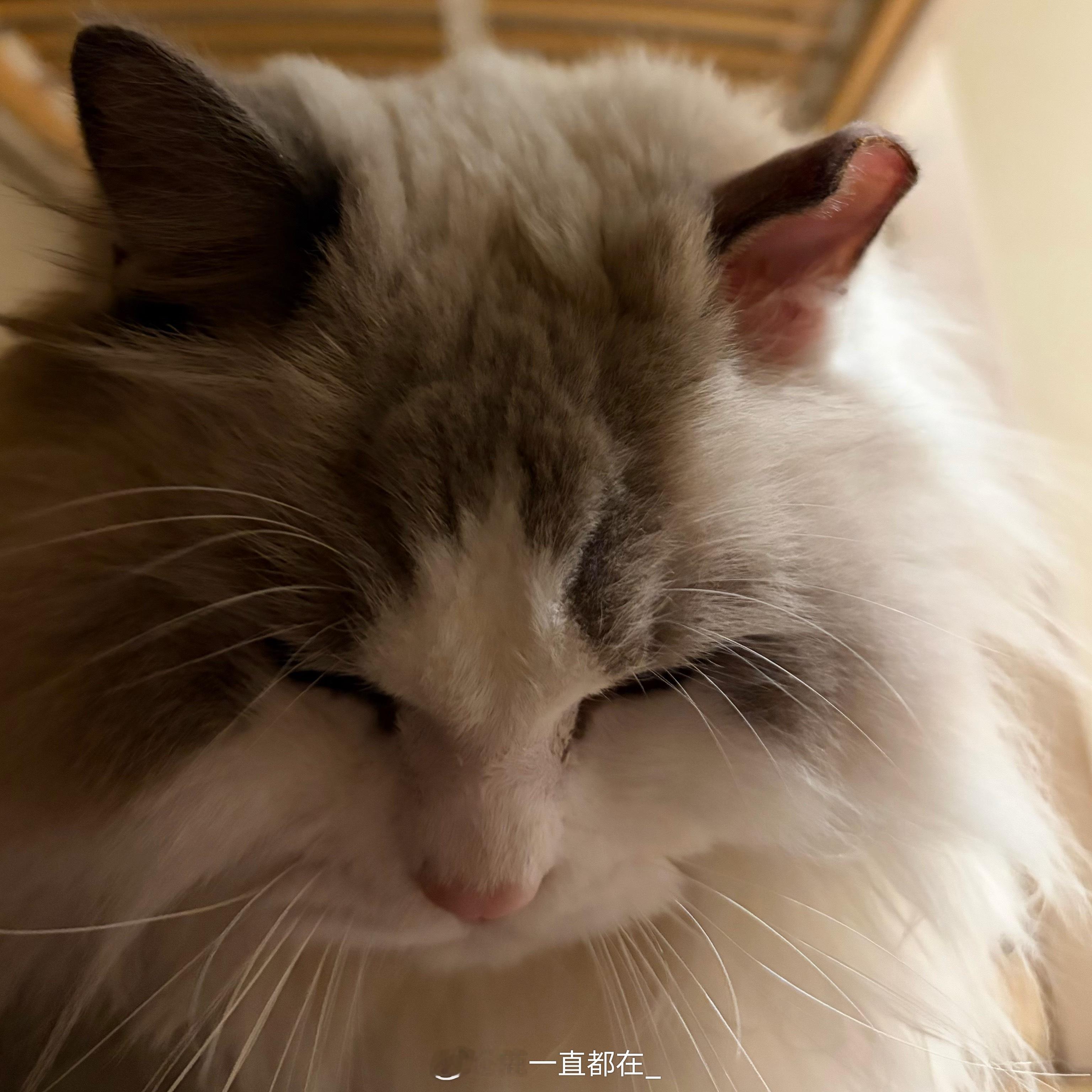 ｜🐱拿铁耳朵已剪……（肥大细胞瘤，保守治疗不见好，总是破皮出血只能手术了）花费