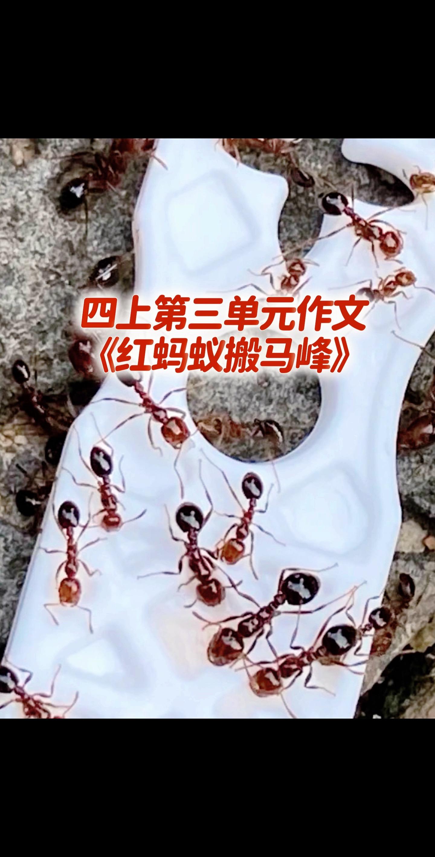 四上第三单元习作，同步优秀范文来啦！家长必读，小学四年级上册第三单元作...