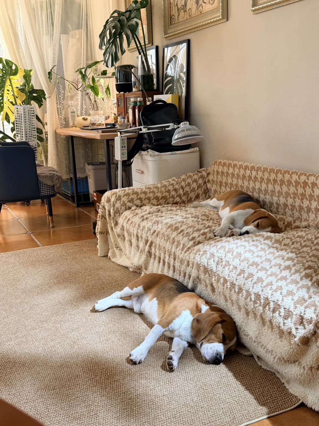 养两只比格日常