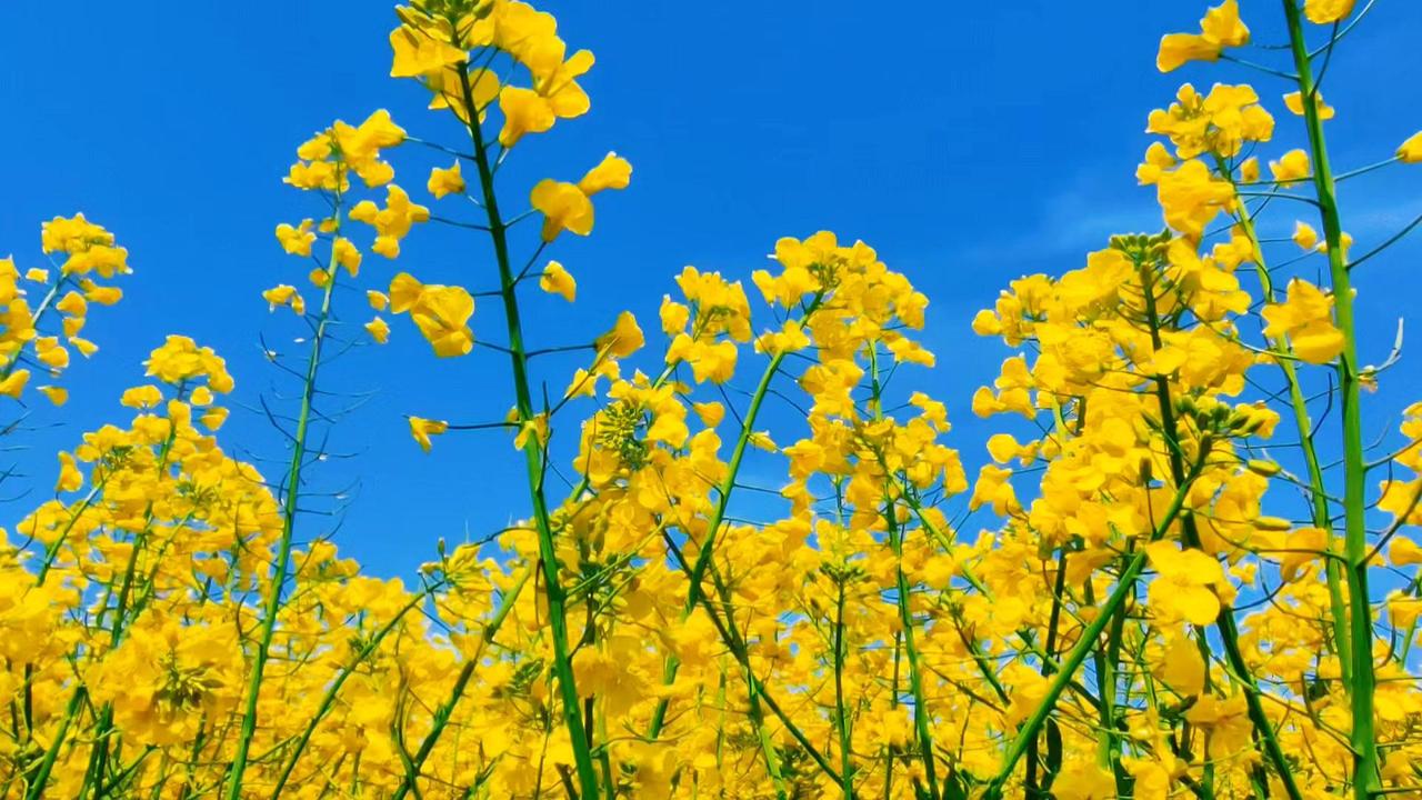 天是纯粹的蓝，花是肆意的黄🌼风穿过田埂，把两种色彩搅成满世界的碎金——站在花浪