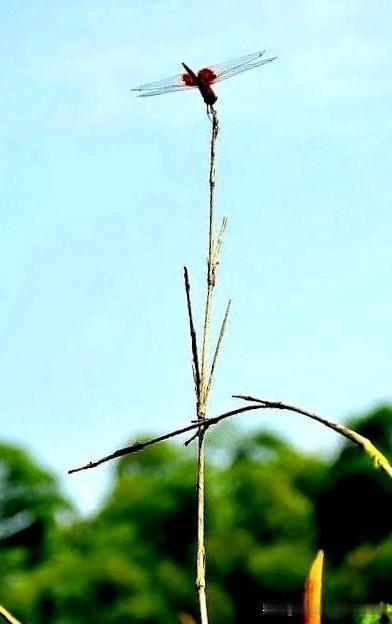[玫瑰][玫瑰]今日随手拍，让我捕捉到夏日里超美的一幕。
一只蜻蜓轻盈地停在细枝