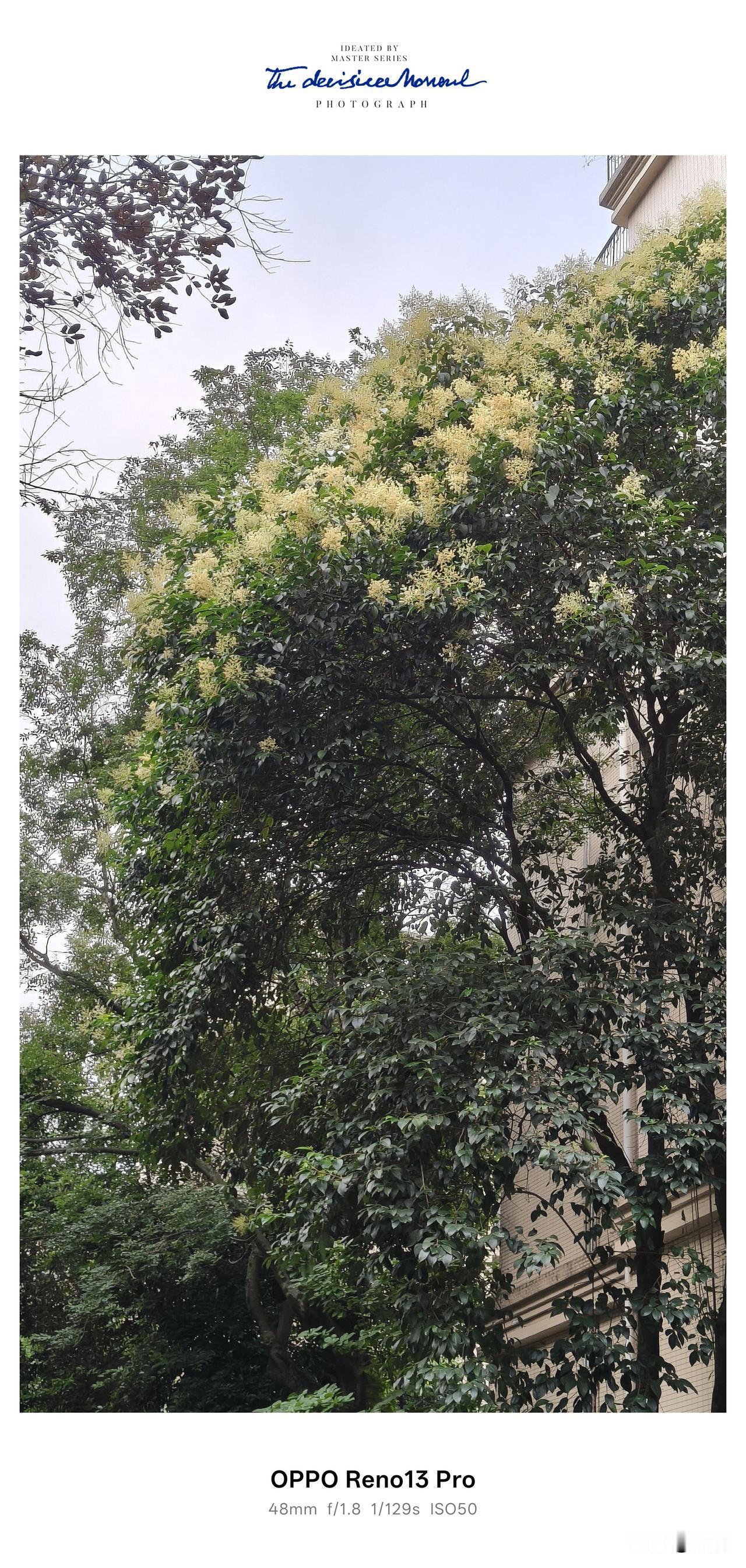 2026年于我而言，藏着两段馥郁的花香缘分，全都留给了素雅芬芳的女贞花。先前在老