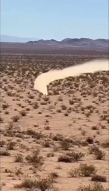 每小时四十多公里的走地鸡，喜欢撩狼[得意]