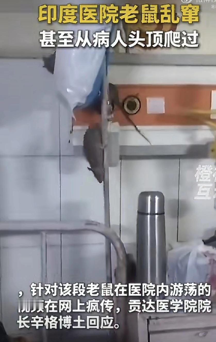 我的天！印度这家医院病房老鼠都成精了？

刚看到视频，北方邦贡达医学院病房里，好