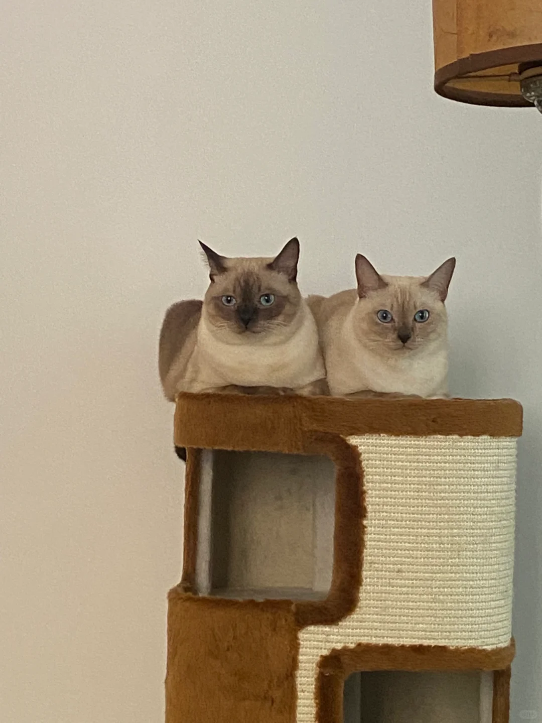 一摸一样的猫我养了两遍