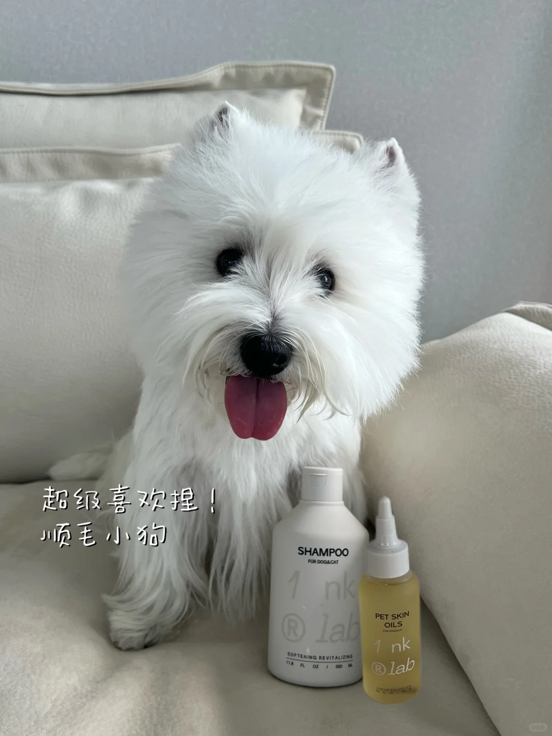 还有人不知道狗狗毛发健康怎么护理吗🤔