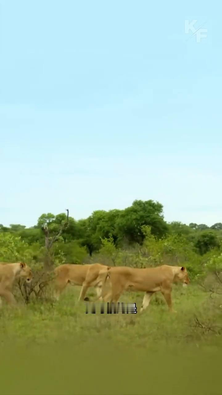 水牛带着孩子遇到了雄狮的袭击，为了保护自己的孩子，公牛主动迎上前驱赶雄狮。但是雄