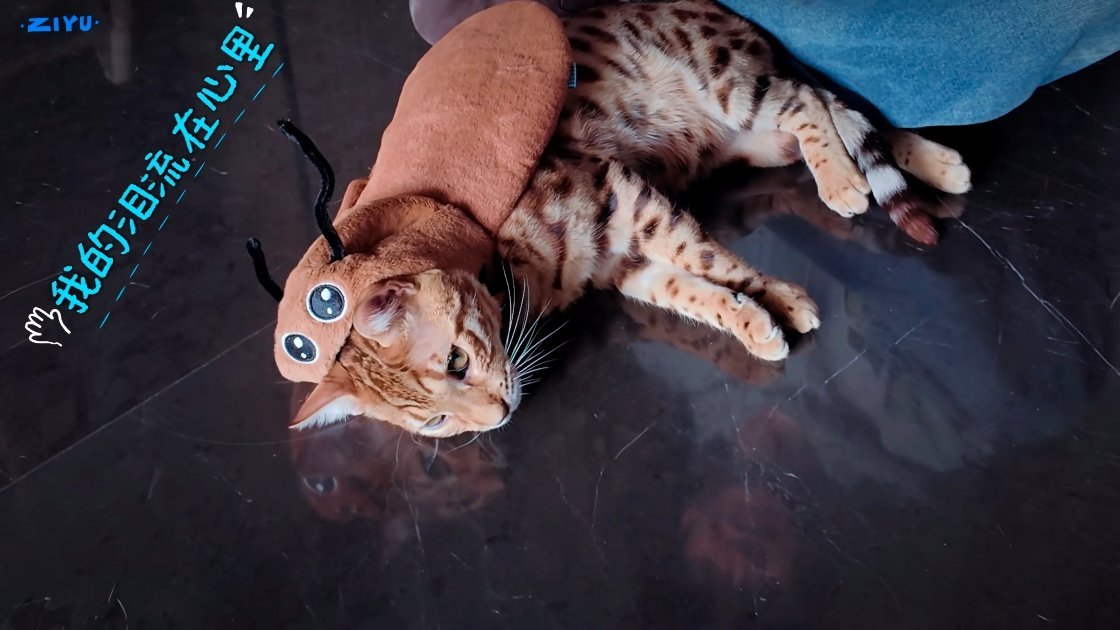 梓渝给小猫当造型师感谢爸爸妈妈带来的百变大鱼节目辛巴大鱼猫王来临！ 
