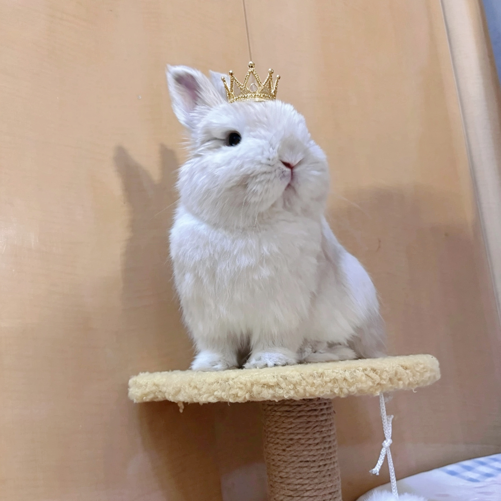 【10473】糕贵兔兔大王 
