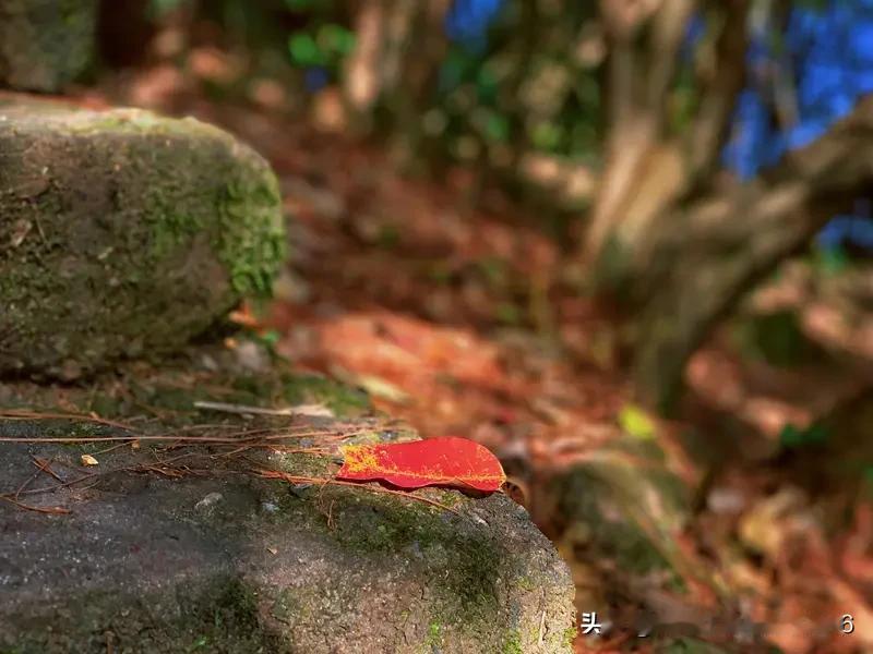 萧风阑落，摇曳波光粼；断水残红，迤逦染秋色；疑是千帆尽，红叶当轻舟。燕杳鱼沉，春