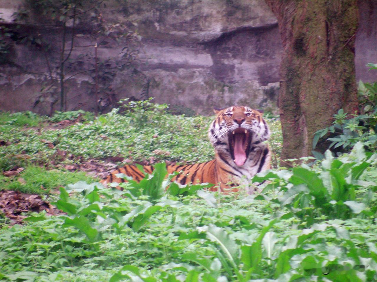 武松打虎那是小说虚构的情节，真实历史上的武松打死的是欺压百姓为害一方的恶霸，小说