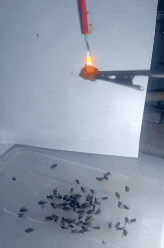 灭蝇天花板，噼里啪啦一锅端，这套“诱捕流”才是降维打击。