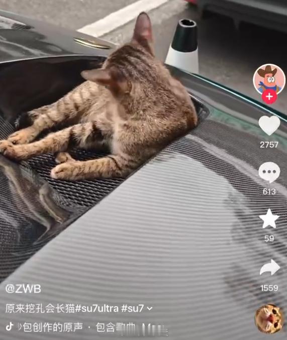 哈基咪快乐车 ​​​
