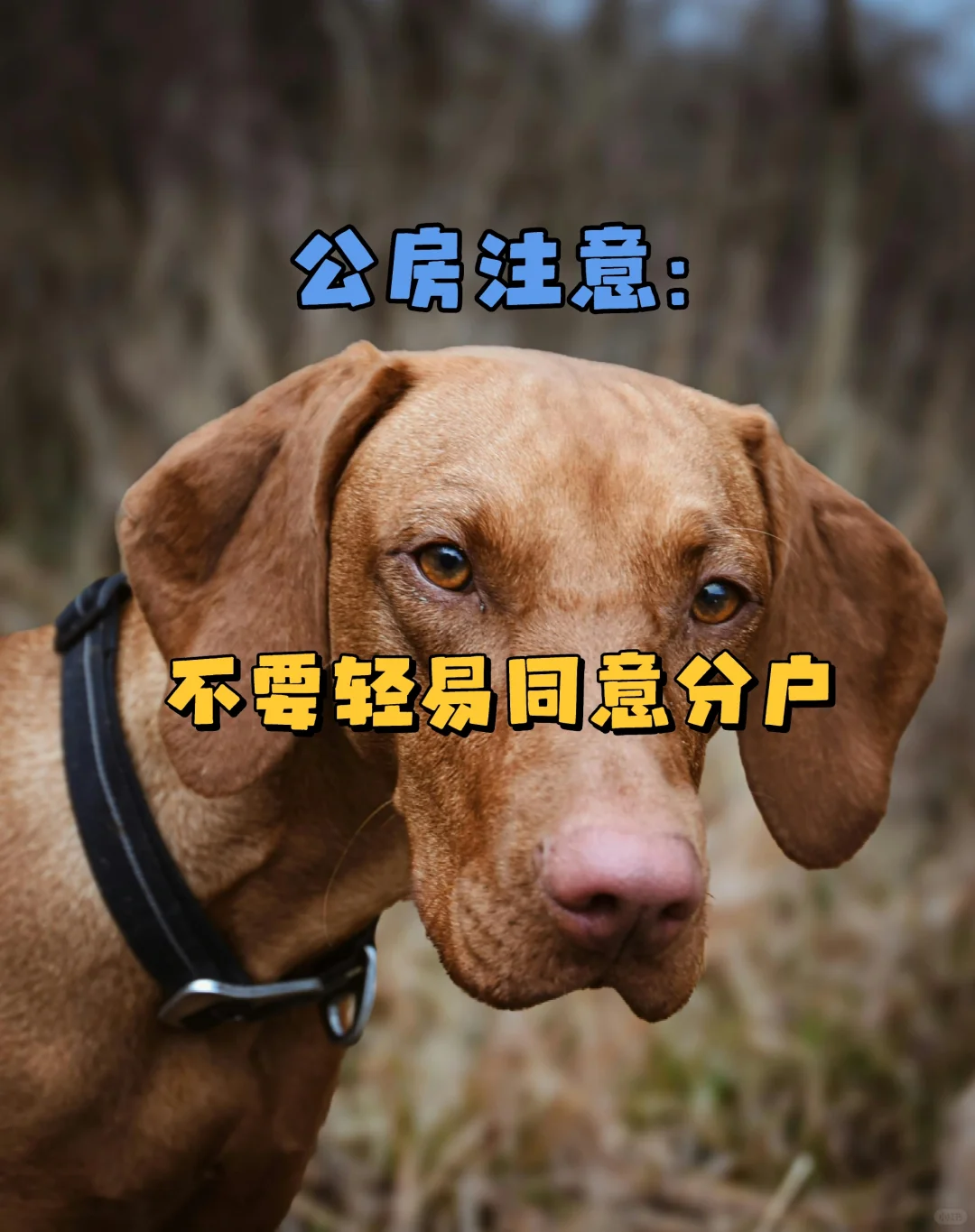 公房的户口≈利益