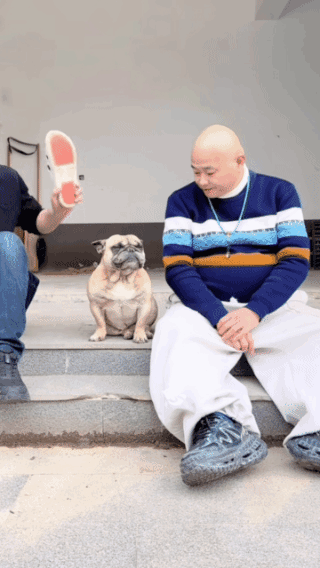 狗仗人势，
都是人纵容的，
否则狗也不敢这样！