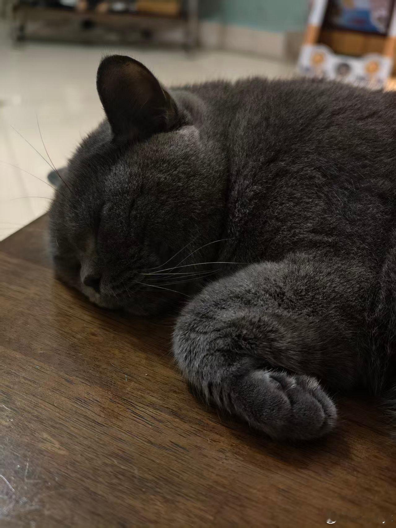 人在上班 猫在家里吹空调大家纷纷在群里开始晒猫模式