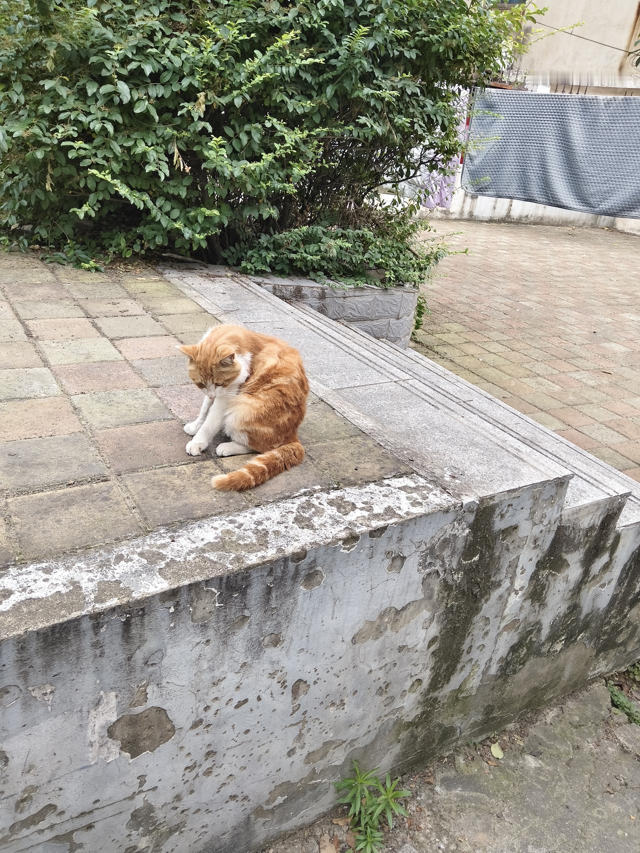 记录我的2026孩子依然想养猫，却不想和我们一块住，随他去吧，愿意养养，不愿意养