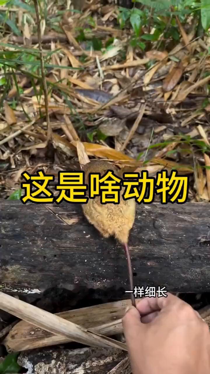 这是啥动物？
我到野外游玩时发现有个小动物蹲在木头上，我轻轻伸手捏了捏它的尾巴，