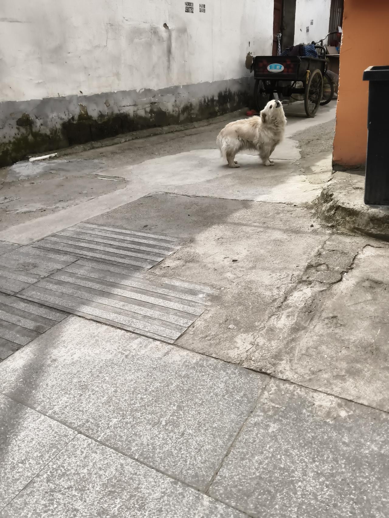 晒出你的本地生活时不时的都遇到暴躁的小狗。这一个小狗在路边嗷嗷叫，十分讨厌。拍下