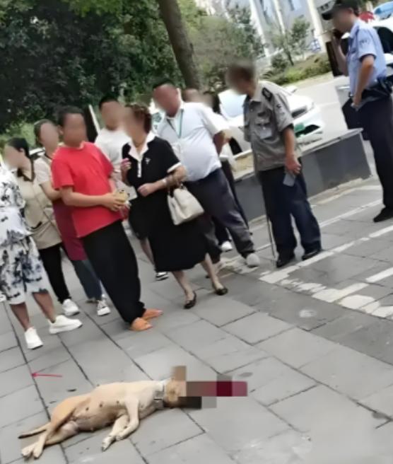 看得解气！大妈遛大型犬不牵绳，结果把路人咬了，当时男子一点没慌张，反手掐住狗，重