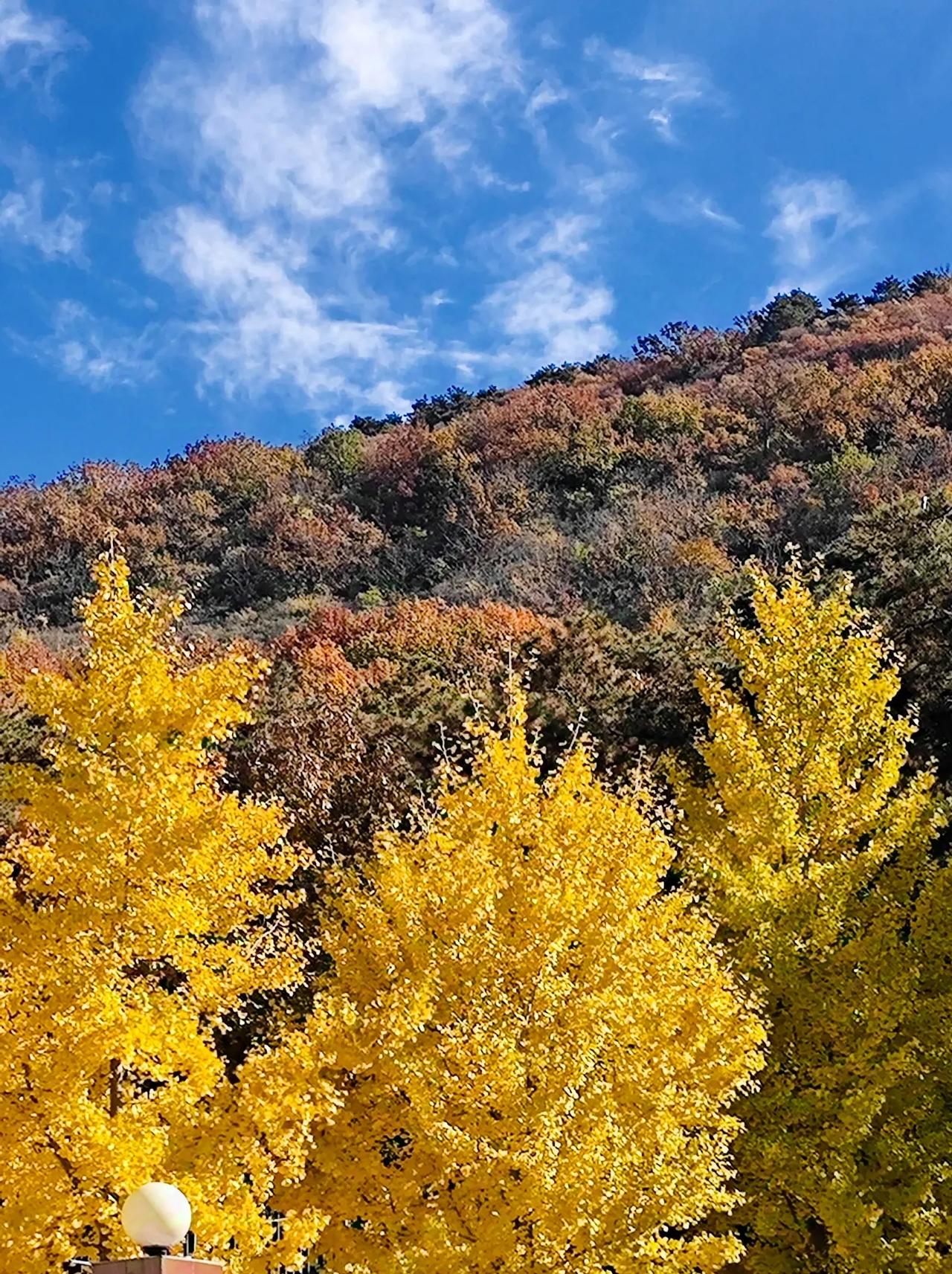 银杏树，秋天的美术师。