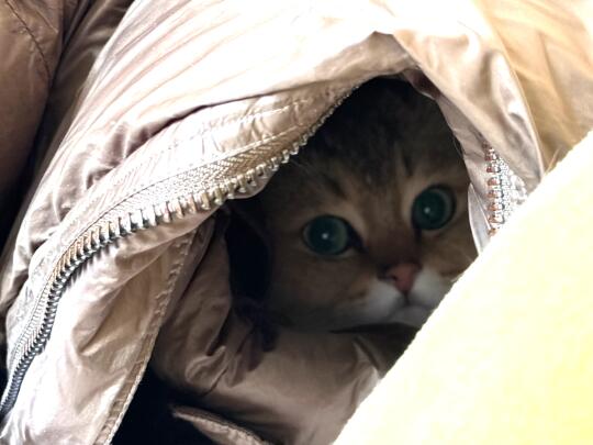 一张图证明你家猫猫很可爱