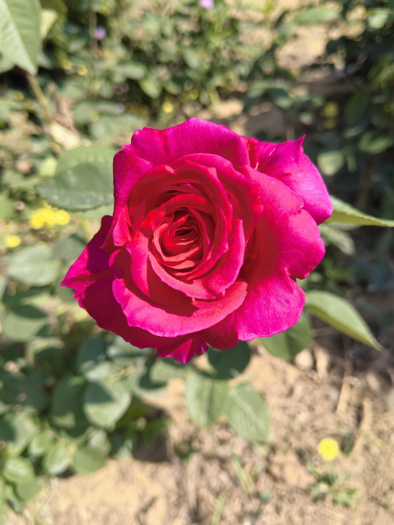 今日分享随手拍照片月季花