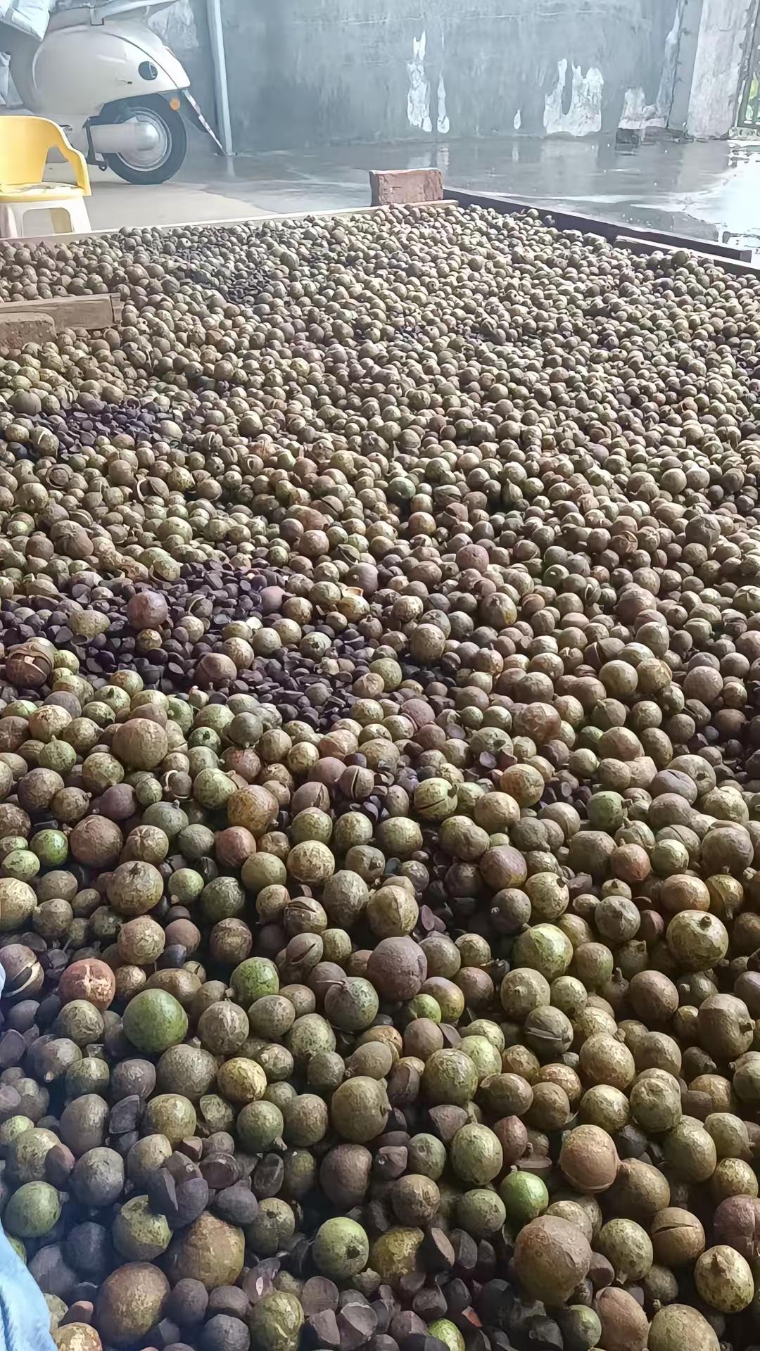 估计没几个人知道这是什么吧，看这一堆小果子普普通通的，又不能直接吃，但这东西可是