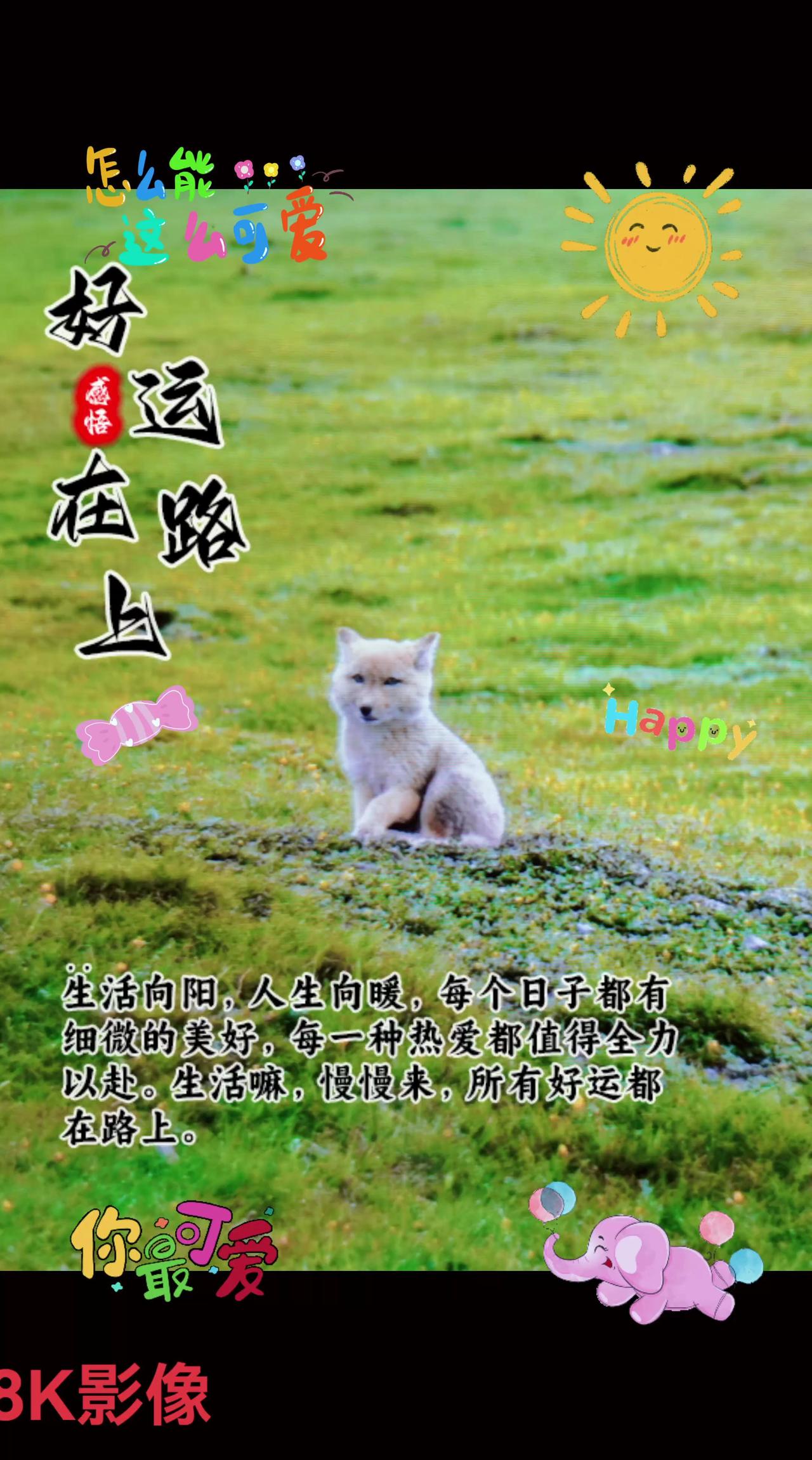 祁连山国家公园里的藏狐幼崽……
祁连山国家公园 （候选区）
精彩的动物世界