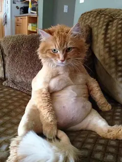 中年油腻猫
