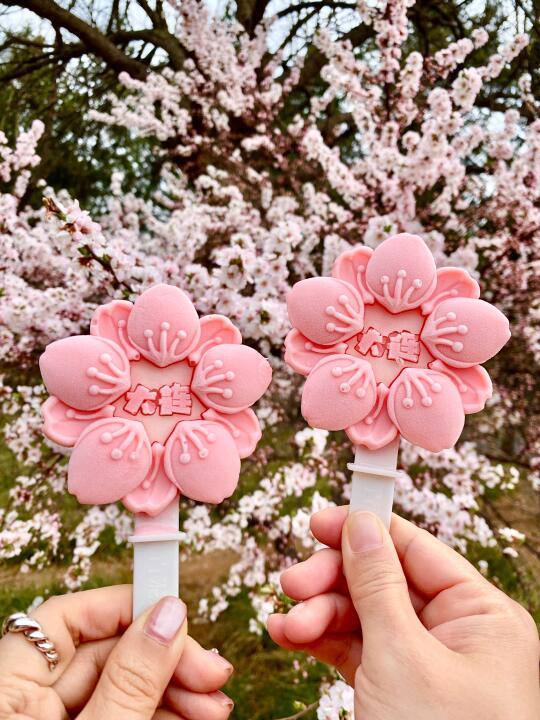 大连春日限定！浪漫樱花🌸小甜甜……