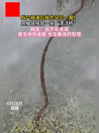大开眼界！洪水突袭，蚂蚁上演特别的求生画面
 
谁能想到小小的蚂蚁遭遇洪水时，配