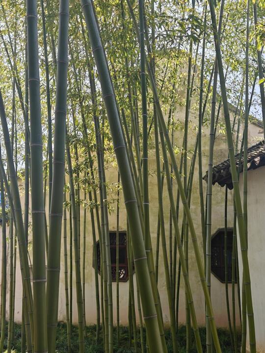 竹影流动
