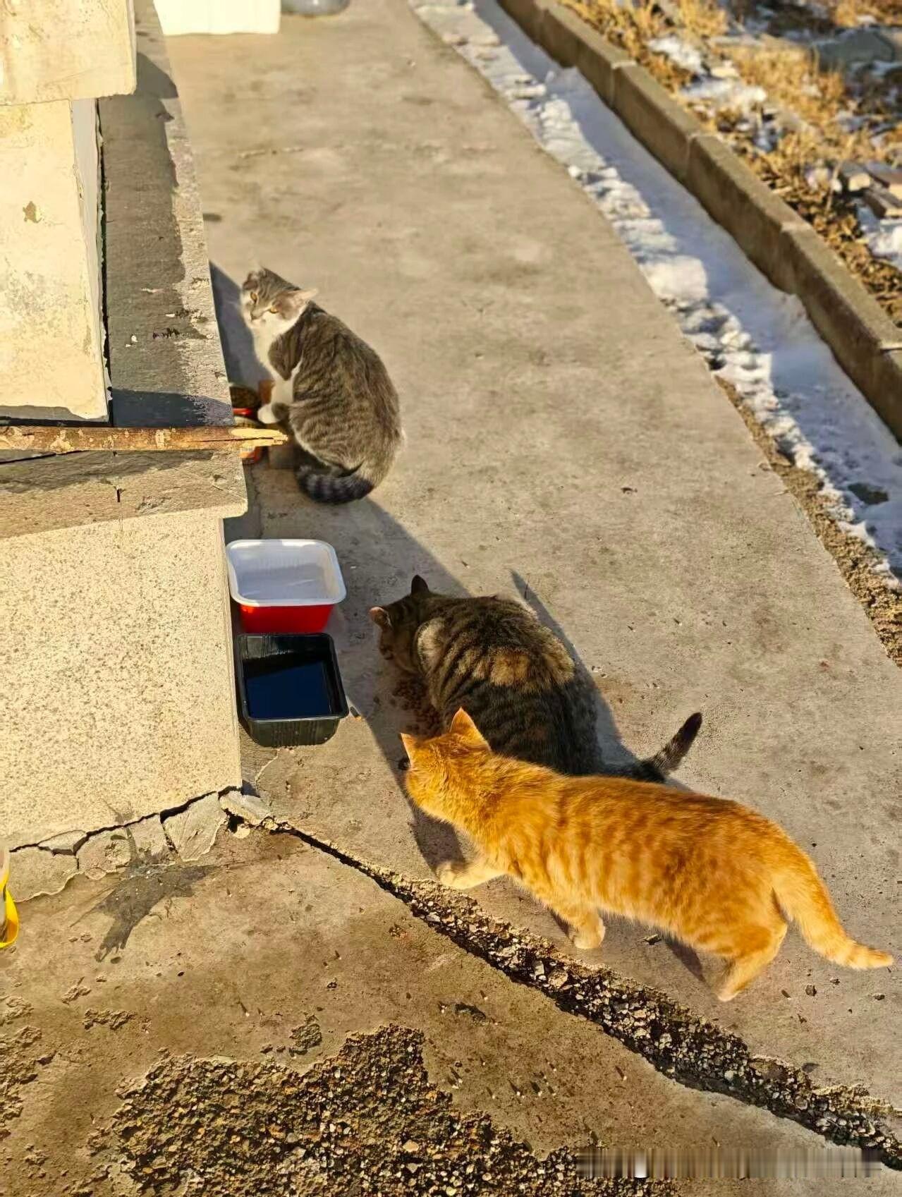 小女橘救活了。这只小公橘不亲人，他跟着哥哥土拨鼠一起在外面扛过了寒冷的冬天，却依