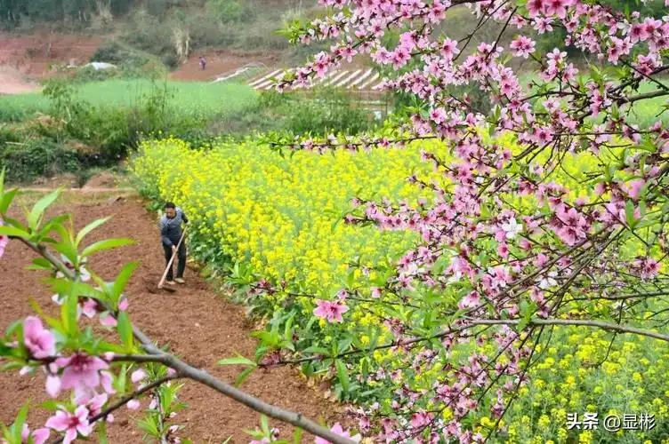 有没有漂亮的花朵图片吗春天的景不止繁花似锦，还有辛勤耕耘播种希望！