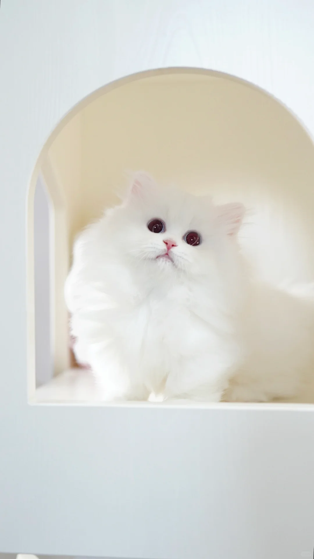 爆毛小仙女 蓝眼纯白米努特矮脚猫