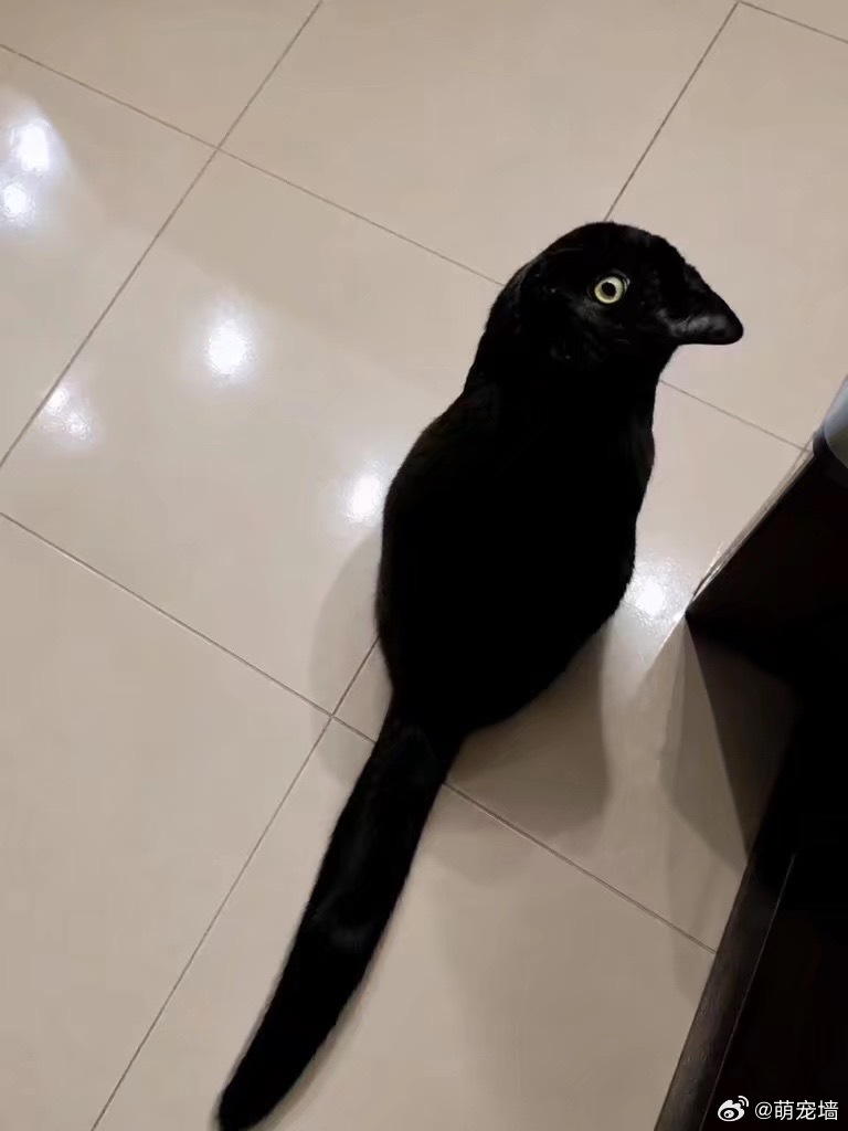 这是什么生物 