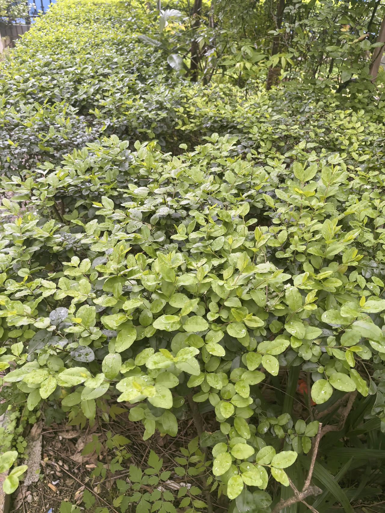 今天一帅哥业主说他这几天都没睡好，只因顶楼有狗半夜跑来跑去的，人都快崩溃了，叫我