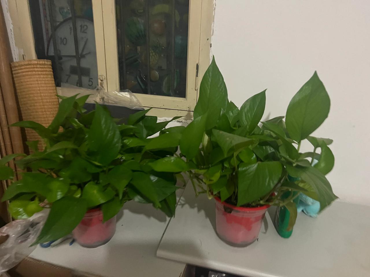 婆婆送的两盆绿植，家里终于又有点绿色啦！
