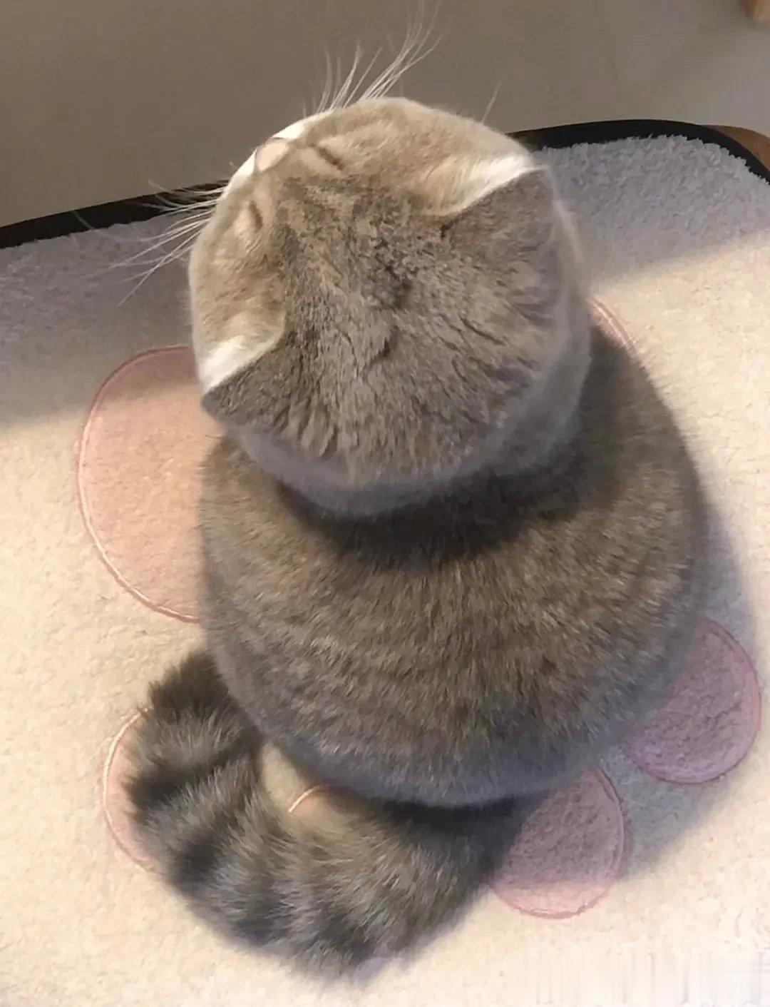 挑战一张封神，圆脑袋小猫咪实在太可爱了！忍不住想rua！哈哈哈。