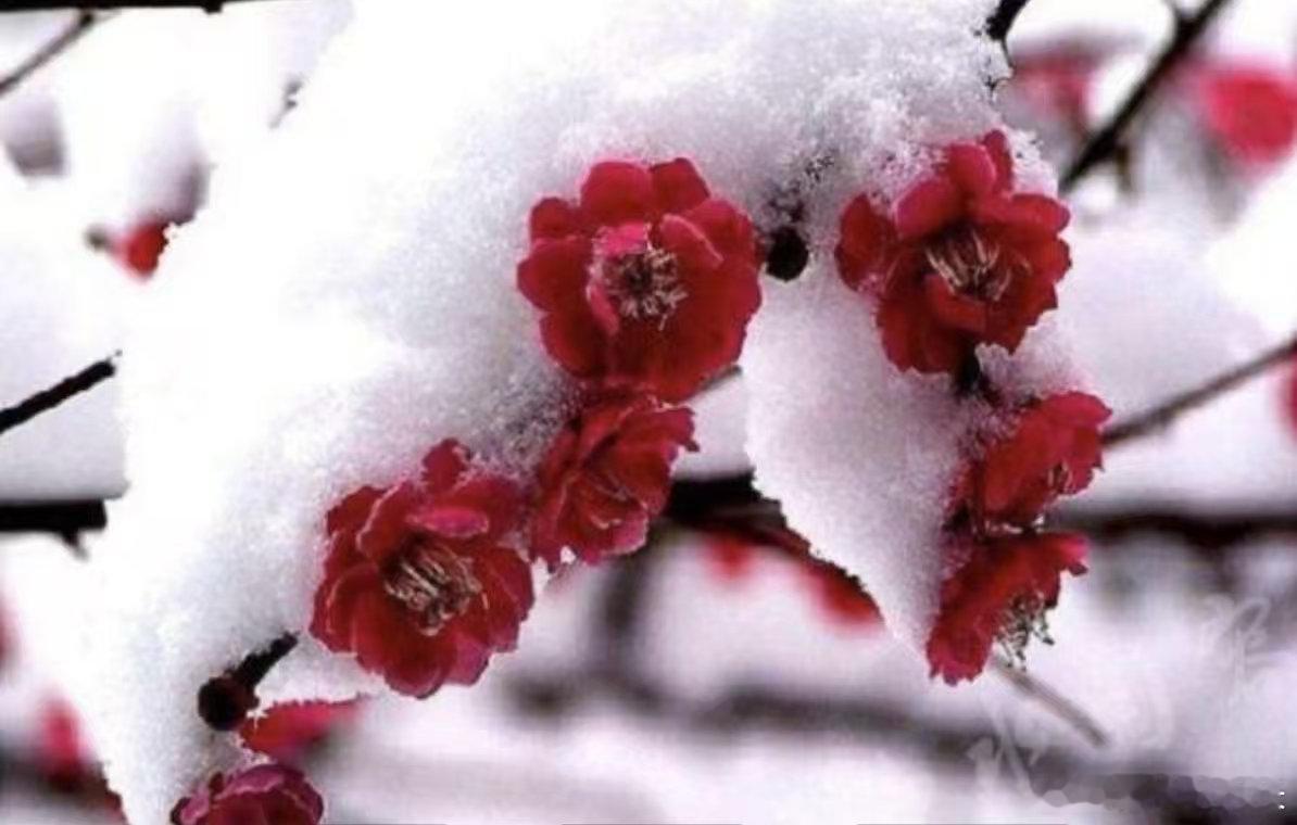 《短线，防一下回调——琉璃世界白雪红梅》前情回顾外盘小幅下跌。昨天A股三大指数集