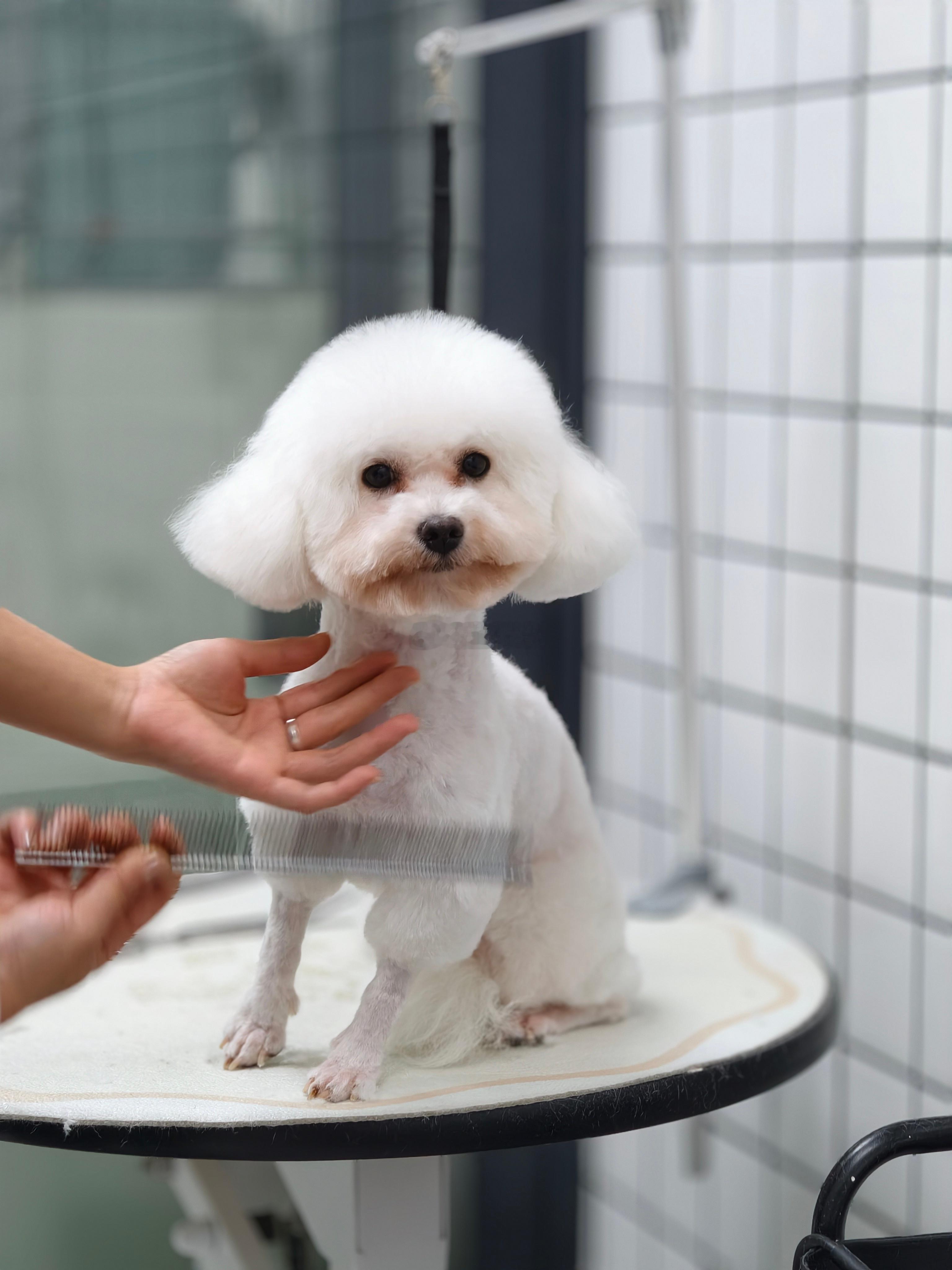 熊变羊🐑别看我只是一只🐑 