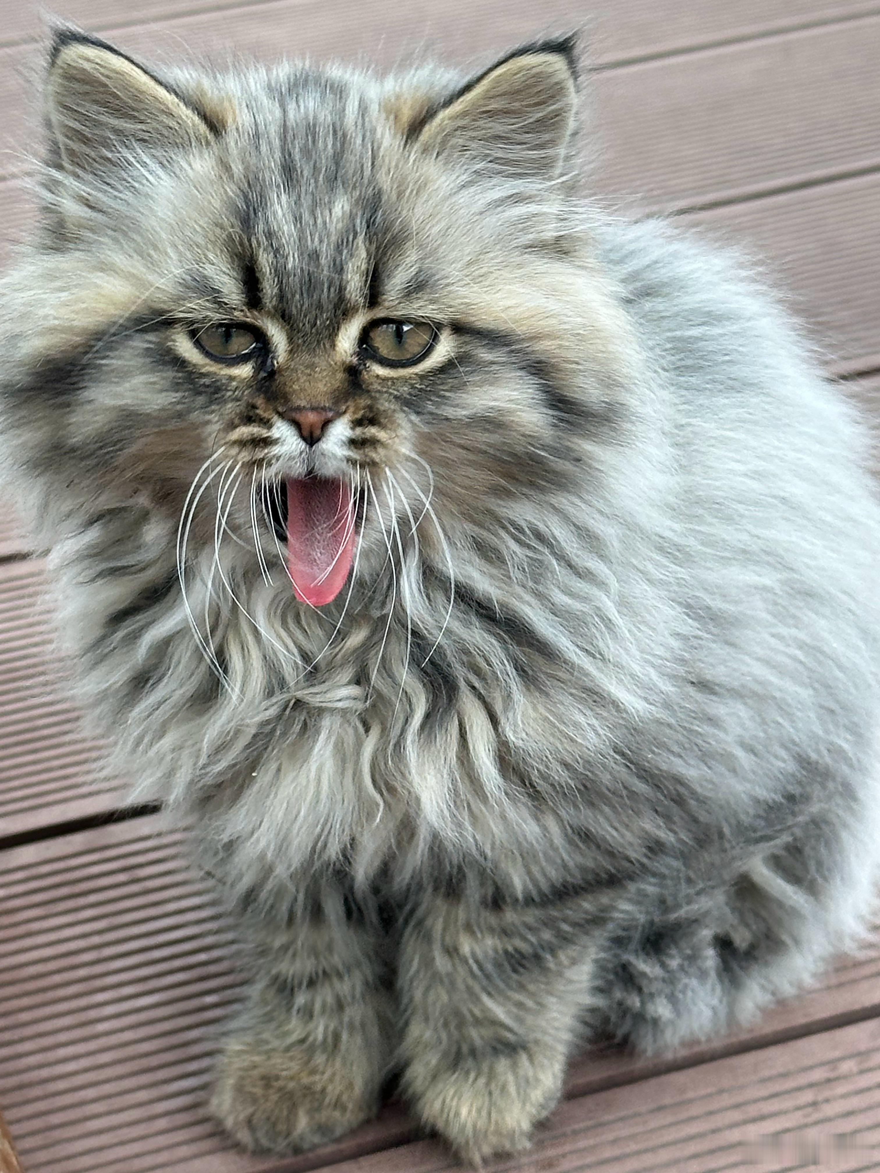 朋友家的咪，他们说像鳌拜？大家以为呢？ 