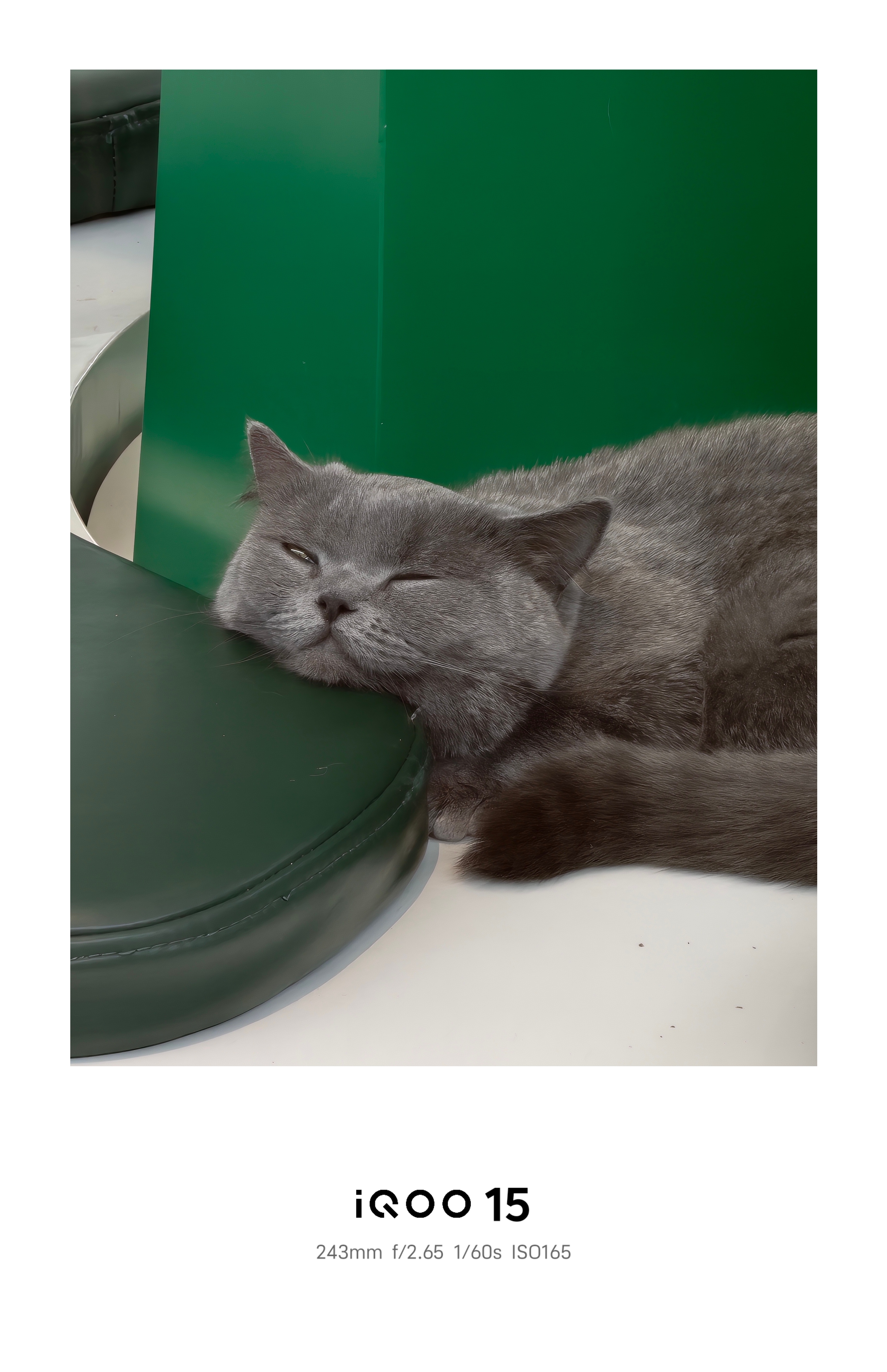 商场的猫猫们要营业一整天，也是挺累🐱的