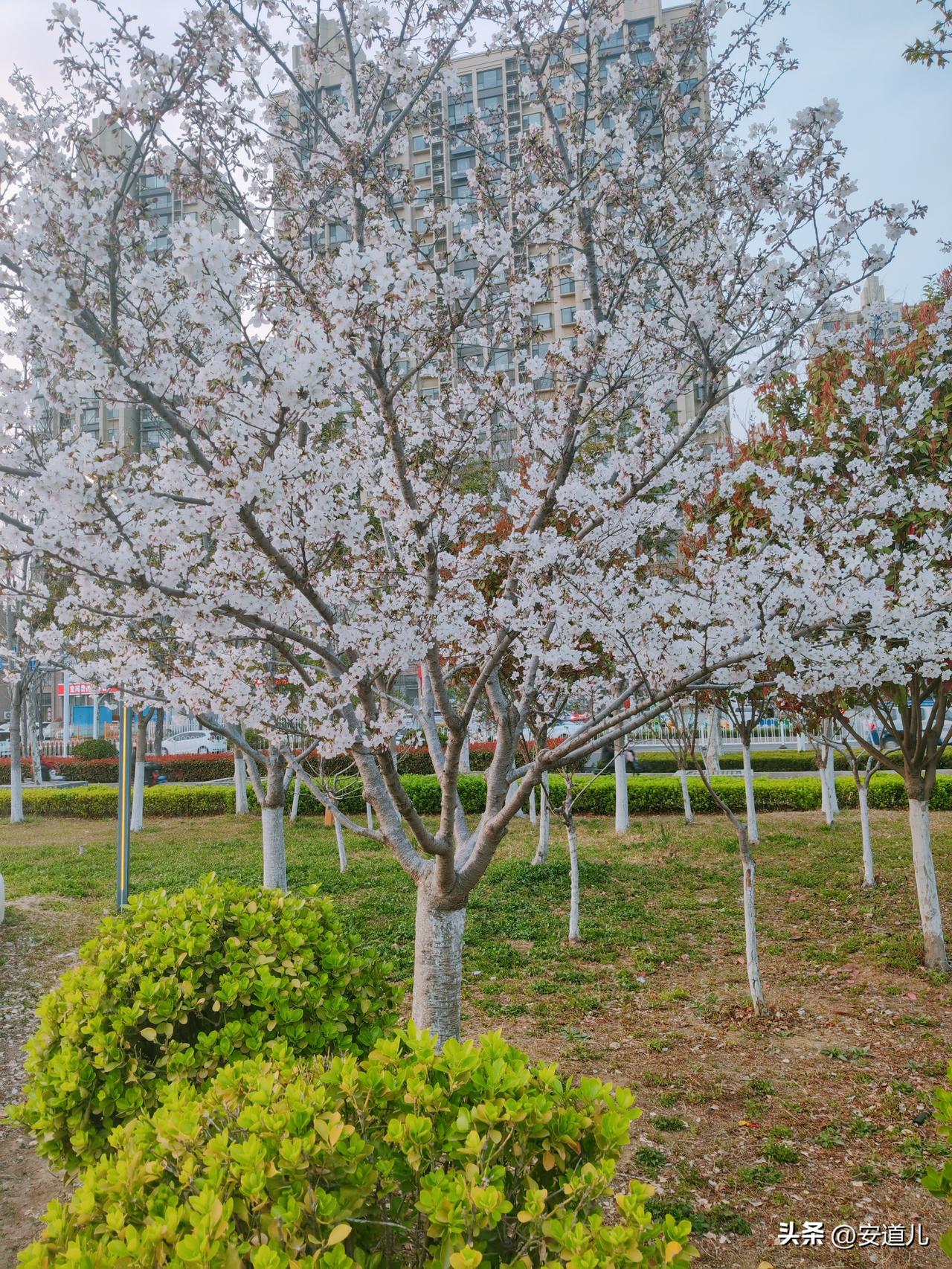 今年春天最想实现的心愿 今年春天，我最想实现的心愿就是去一趟江南古镇。想象着漫步