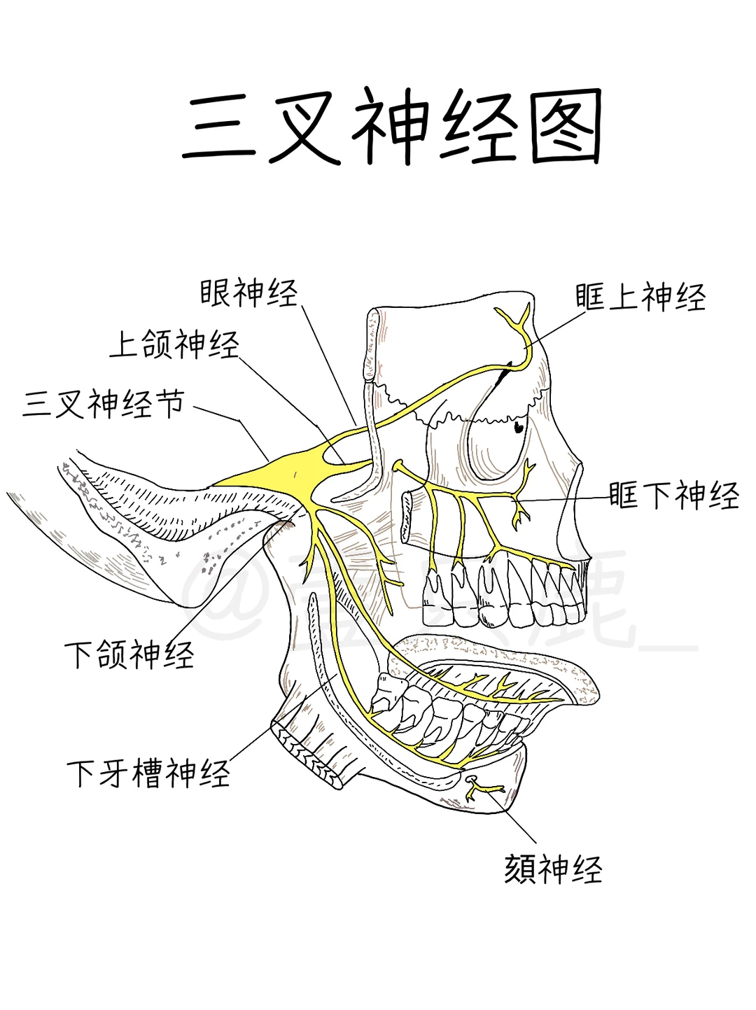学习笔记📝｜三叉神经