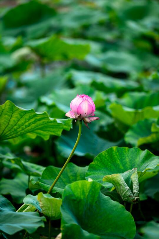 成都周边自驾🚗1.5h赏荷胜地，免费且人少❗️