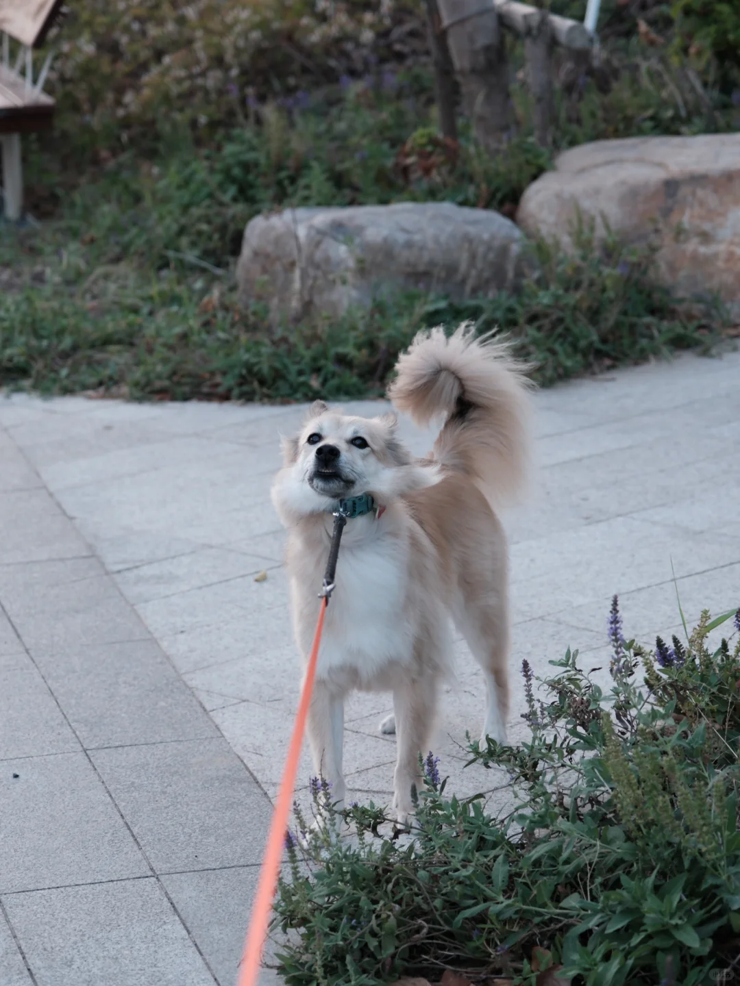 啊这…… 我家狗子不会有柴犬基因吧！？