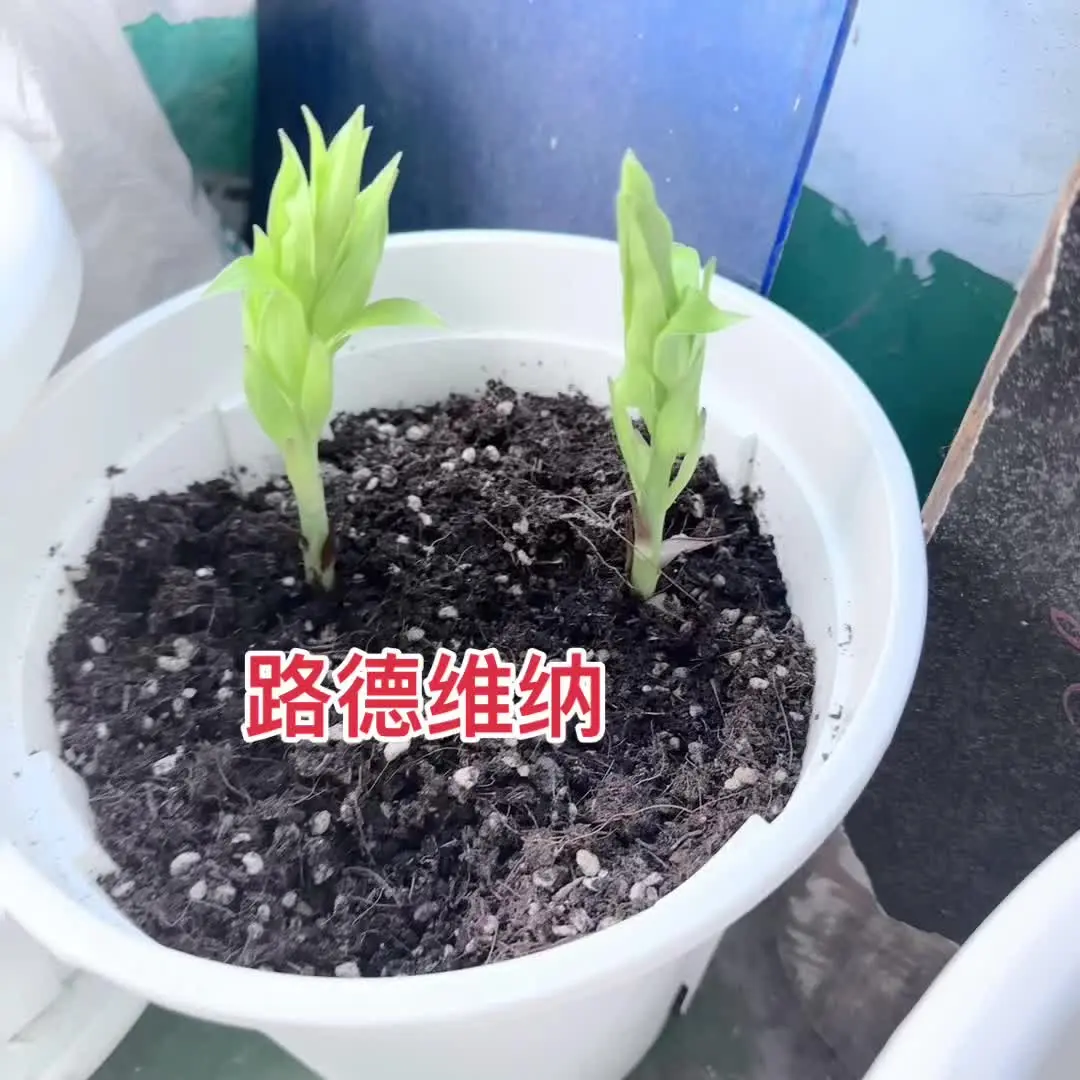 买两款高端货来种，看对不对版😂