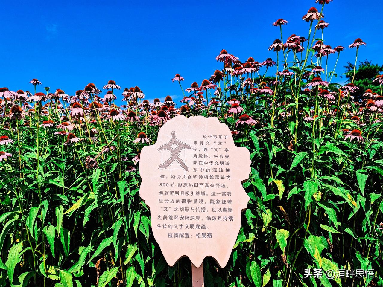“阳光下的花海，与自然共舞”🌸🌿🌞